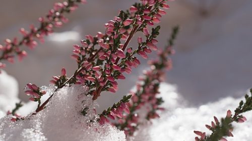  L’Erica, il fiore delle Fate