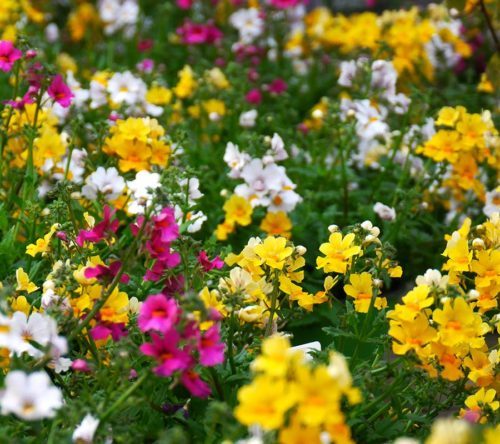  Giornata Mondiale della Poesia- Il fiore- di Denata Ndreca