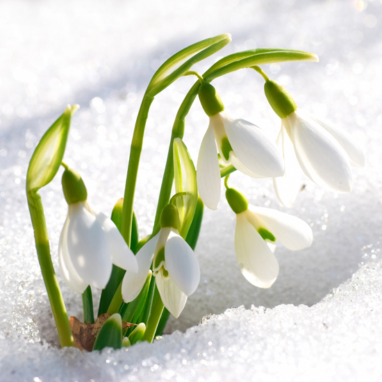  Il Bucaneve, tra i primi fiori a sbocciare dal freddo di gennaioFreddo