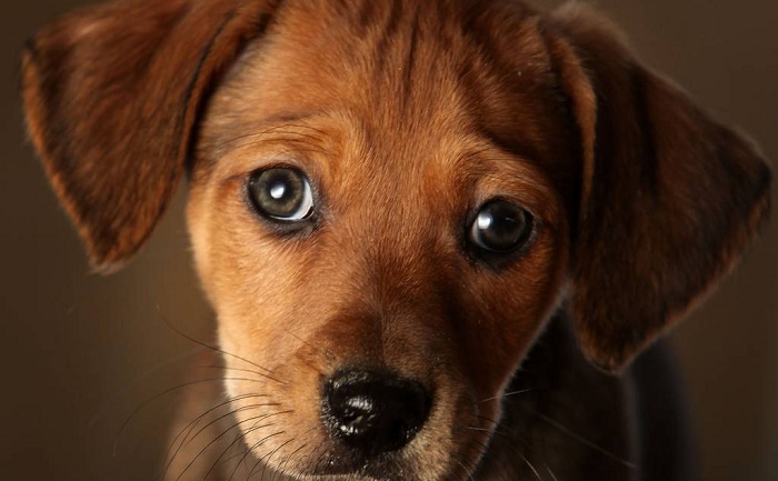  La denuncia: nel Cilento cani torturati e uccisi, scende il campo la LNDC