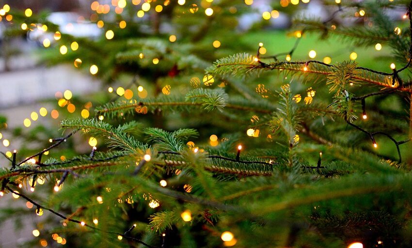  Tra tradizione e solstizio d’inverno, il verde dell’abete a Natale