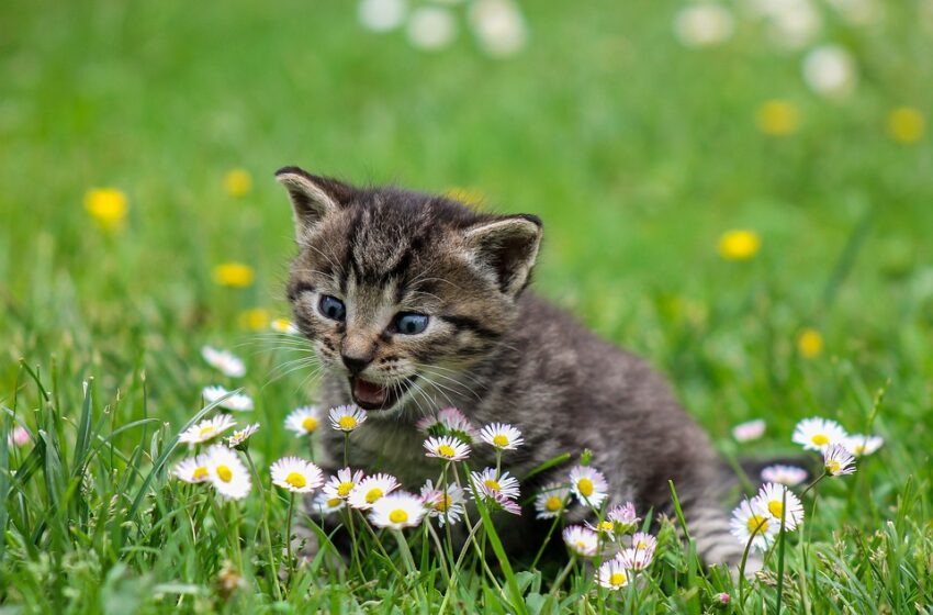  17 Febbraio, la Giornata Nazionale del Gatto