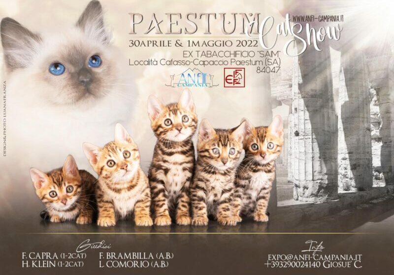  “Paestum Cat Show”, a Paestum la prima esposizione internazionale felina