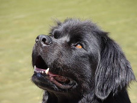  26 Agosto, Giornata Mondiale del Cane: le foto dei nostri amici a 4 zampe