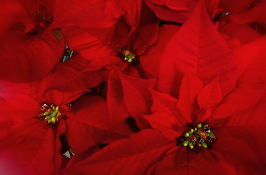  La Stella di Natale, Flores de Noche Buena