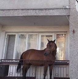  Metti un cavallo su un balcone ad Avellino…