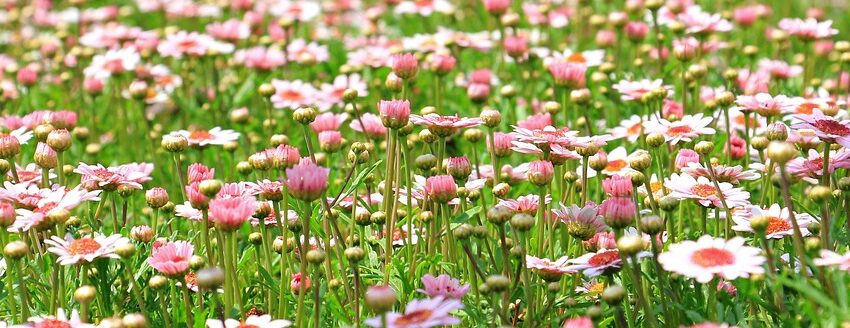  Nel giorno di Santa Claudia, Equinozio di Primavera e Giornata Mondiale della Felicità