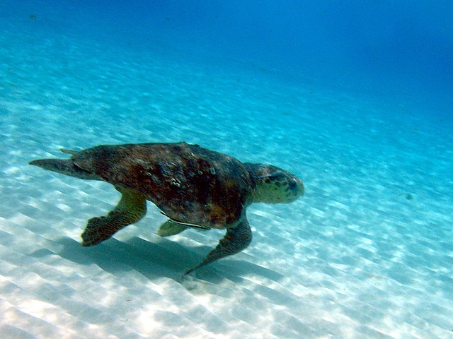  Tartarughe marine, il 2023 è l’anno record delle nidificazioni in Campania 