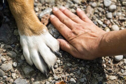  Maltratta e tenta di annegare un cane, LNDC Animal Protection salva l’animale e denuncia l’uomo