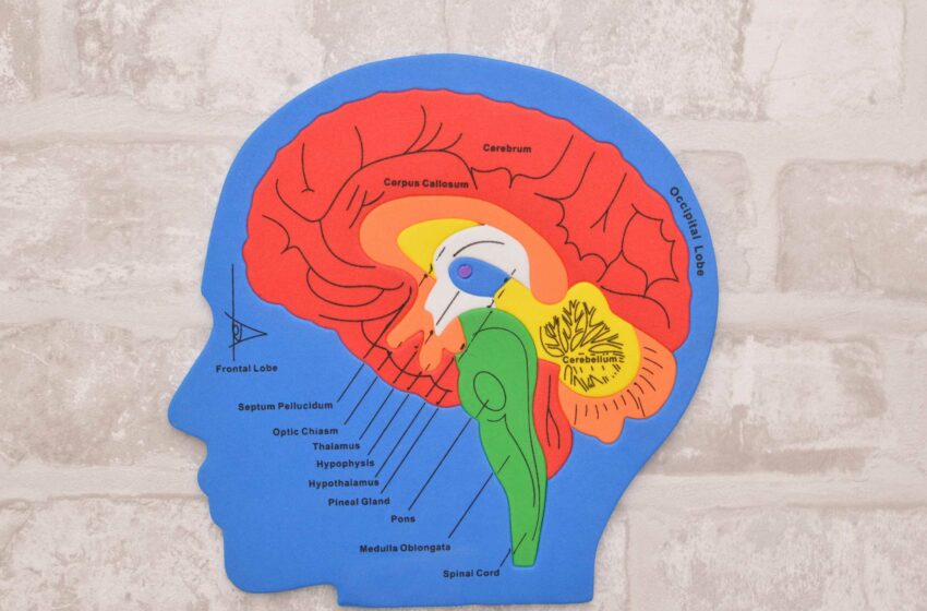  Neuroscienze e Marketing: Sfrutta i Tre Cervelli per Strategie di Successo.