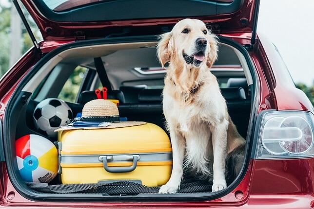  Vacanze pet-frindly, Osservatorio Quattrozampeinfiera 2024  indaga: il Sud Italia viaggia con il proprio animale domestico!