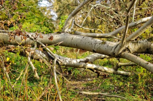  Tragedia a Roma: muore una donna davanti ai suoi bimbi travolta da un albero