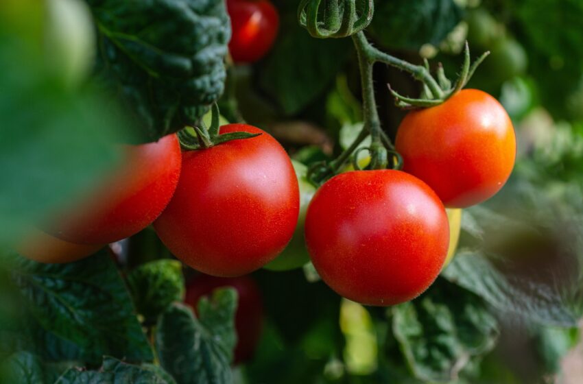  Sentenza storica in Campania: condannato produttore di pomodoro San Marzano